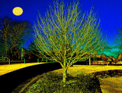 Ouvrir la sous-galerie Arbre sans feuilles 