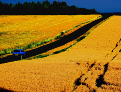 Ouvrir la sous-galerie Blés 
