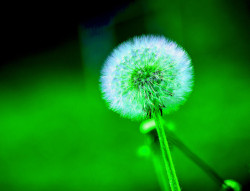 Ouvrir la sous-galerie Fleur de pissenlit 